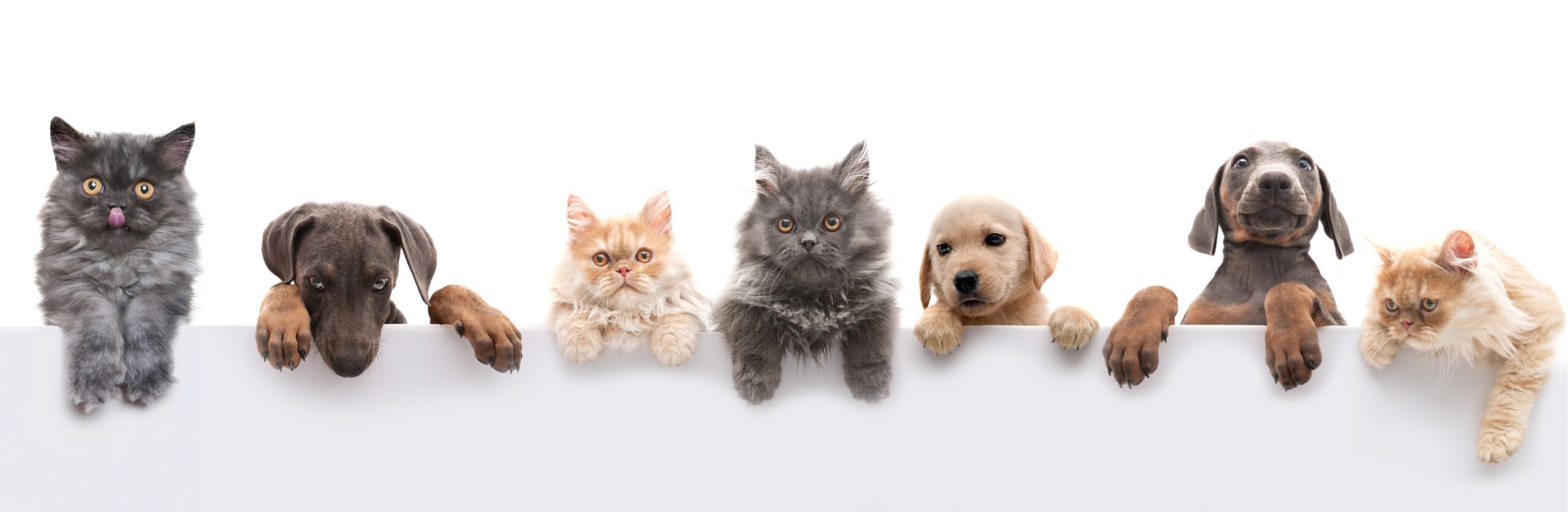 Pet grooming service